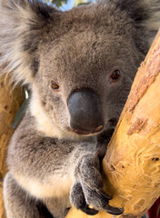 A Koala bear native to Australia sits in a gum tree