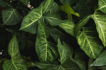 green leaves in the garden