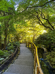 Rainforest walkway at Dusk