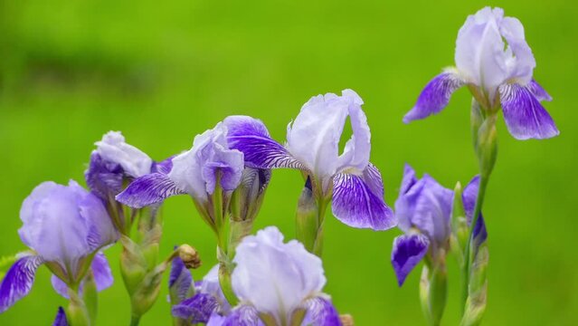 Iris sibirica, commonly known as Siberian flag