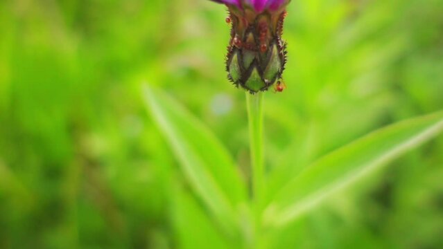 Centaurea scabiosa or Greater Knapweed