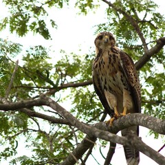 Ave: Gavilán mixto; especie de águilas de Suramérica, posada en una rama.