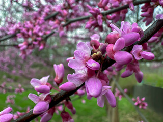 Fototapeta na wymiar Redbud flowers blooming on the tree in spring
