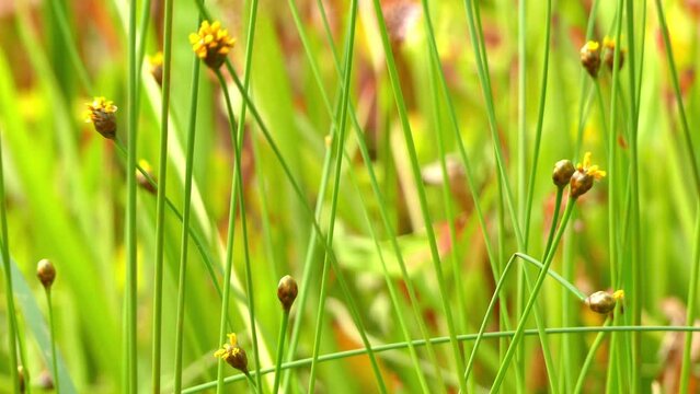 Xyris laxifolia is a New World species of flowering plants in the yellow-eyed-grass family. It is widespread in North America, South America and Mesoamerica.