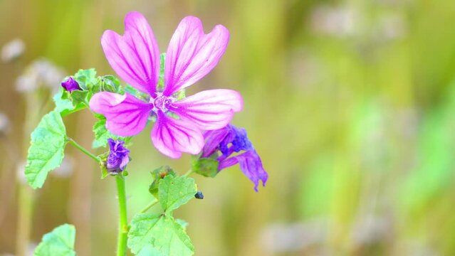 Malva sylvestris in family of Malvaceae