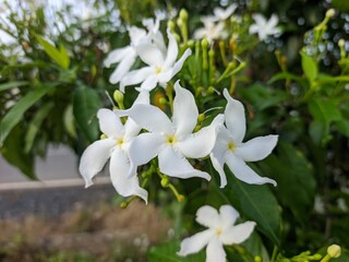 Obraz na płótnie Canvas Mondokaki Flower (Tabernaemontana Divaricata) in the morning