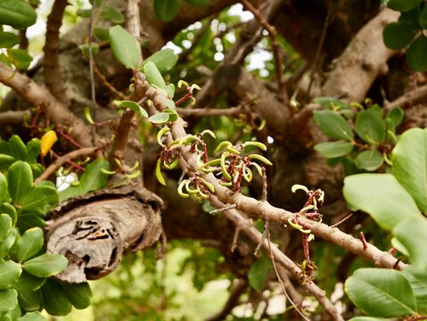 The carob (Ceratonia siliqua) tree and fruits, family Fabaceae, Spain