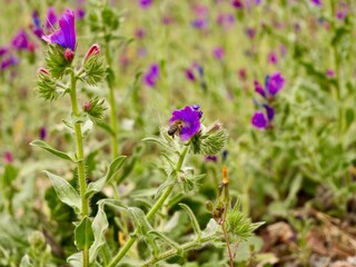 Flowers of purple viper's-bugloss or Patterson's curse (Echium plantagineum), Mediterranian cost of Spain