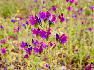 Flowers of purple viper's-bugloss or Patterson's curse (Echium plantagineum), Mediterranian cost of Spain
