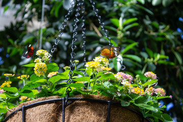 This image vividly captures the dynamism of nature with two butterflies fluttering over a hanging...