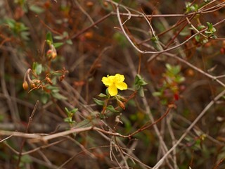 Flowering rock rose, sunrose, rushrose, or frostweed (Helianthemum marifolium), mountains near Mediterranian cost of Spain