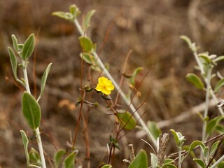 Flowering rock rose, sunrose, rushrose, or frostweed (Helianthemum marifolium), mountains near Mediterranian cost of Spain
