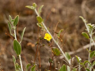 Flowering rock rose, sunrose, rushrose, or frostweed (Helianthemum marifolium), mountains near Mediterranian cost of Spain