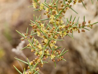 Flowers and fruits of Asparagus (Asparagus horridus),  family Asparagaceae, Mediterranian cost of Spain