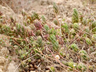 The pale stonecrop (Petrosedum sediforme) in a wild, Mediterranian cost of Spain