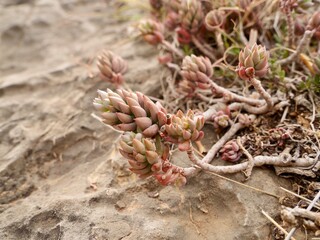 The pale stonecrop (Petrosedum sediforme) in a wild, Mediterranian cost of Spain