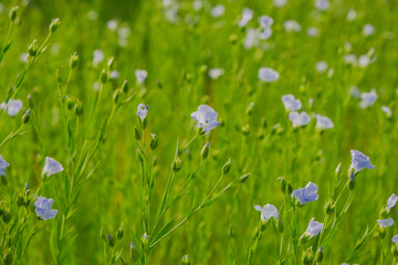 Linen blue. flax flowers in the sun.Flax blossom close-up.Plant for making textiles and fabrics.Blue flowers in the suns rays
