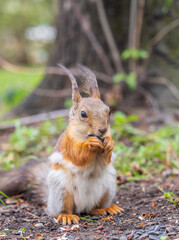 Squirrel eats a nut while sitting in green grass. Eurasian red squirrel, Sciurus vulgaris
