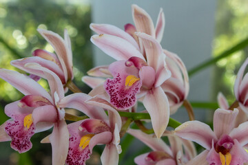 A captivating cluster of pale pink orchids with prominent spotted patterns and inviting yellow...