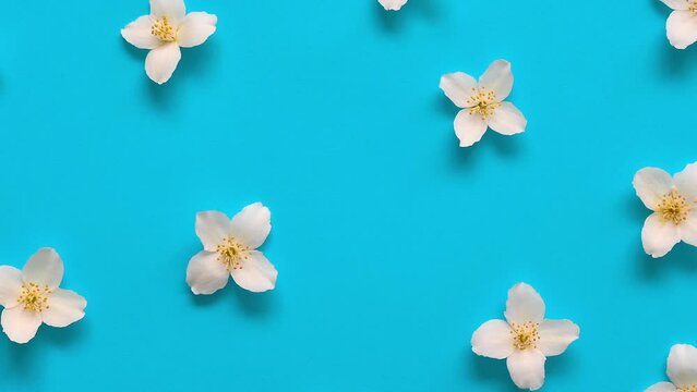 Close up video scale on jasmine flowers pattern top view, flat lay. Floral video pattern on bright turquoise background.