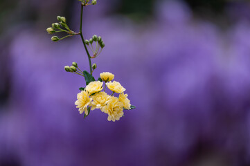 Small yellow roses (Lady Bank´s, Rosa banksiae) on purple background in the garden