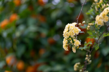 Small yellow roses (Lady Bank´s, Rosa banksiae) in the garden