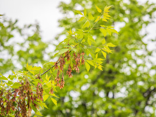 Summer branches of maple tree with green leaves and seeds
