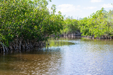 Everglades