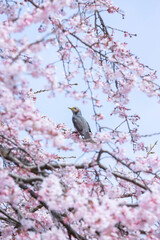 江戸彼岸桜にとまる鵯 エドヒガンザクラ ヒヨドリ