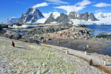 Gentoo penguin in Antarctica against the background of the landscape