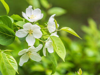 White blossoming apple trees in the sunset light. Spring season, spring colors.