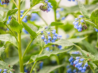 Beautiful blue flowers of Symphytum caucasicum, also known as Caucasian comfrey, blooming in spring park - obrazy, fototapety, plakaty
