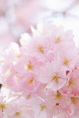 満開の思川桜のクローズアップ　白背景