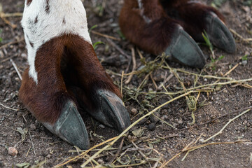 detail shot of brown llama paw on ground