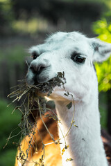 closeup of llama eating calmly