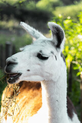closeup of llama eating calmly