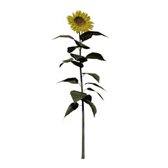 Front view of Plant (Flower Sunflower Medium) Tree