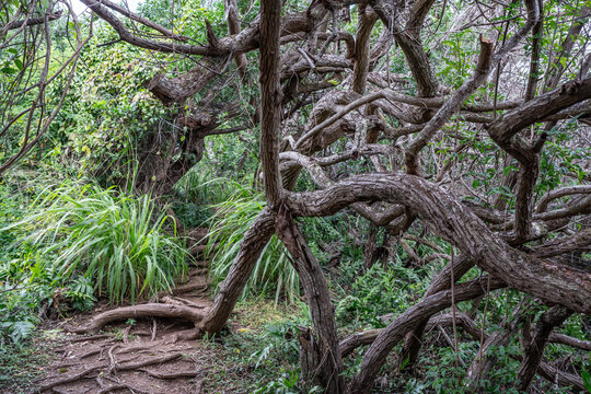 Kaneohe, Pu'u Ma'eli'eli Trail, Honolulu Oahu Hawaii.  Schinus terebinthifolia is a species of flowering plant in the cashew family, Anacardiaceae, Brazilian peppertree, aroeira, rose pepper, 