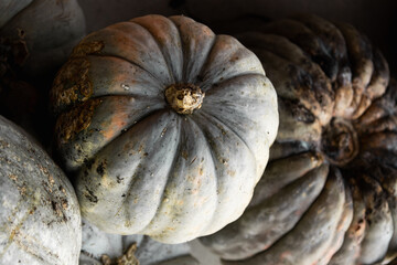 pumpkins or pumpkins of different types, shapes and colors