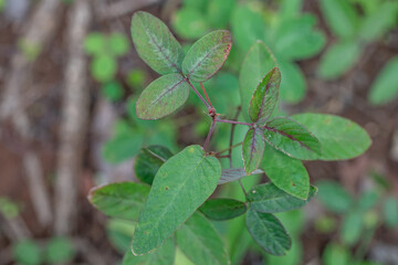 Kaneohe, Pu'u Ma'eli'eli Trail, Honolulu Oahu Hawaii. Desmodium incanum, also known as creeping beggarweed, Spanish clover, Spanish tick-trefoil or hitchhikers is a perennial plant native 