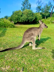 Kangaroo