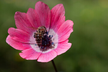 European honey bee collecting pollen on a pink anemone flower. Apis mellifera, Anemone coronaria.