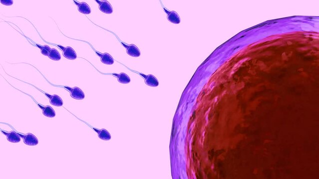 3d rendering sperm fertilize with ovum. To carry out human mating. Sperm joins with eggs in female reproductive system fertilization