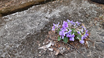 コンクリートで咲くスミレ