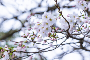 咲き始めの桜の花 ソメイヨシノ