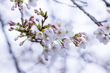 咲き始めの桜の花 ソメイヨシノ