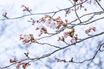 咲き始めの桜の花 ソメイヨシノ