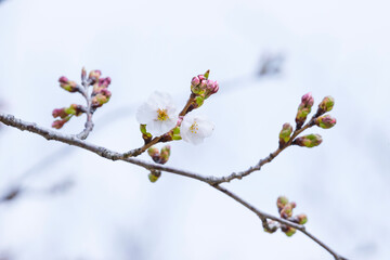 Obraz premium 咲き始めの桜の花 ソメイヨシノ