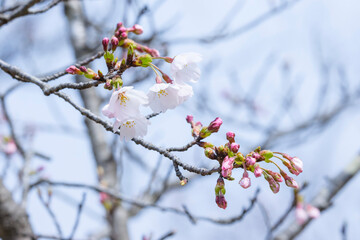 咲き始めの桜の花 ソメイヨシノ