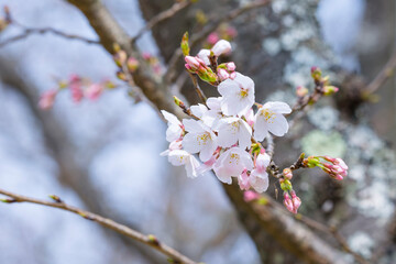 咲き始めの桜の花 ソメイヨシノ
